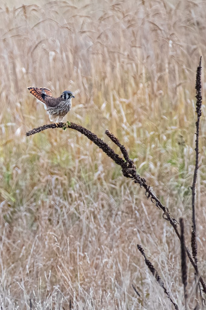 D85_2027.jpg - American Kestrel