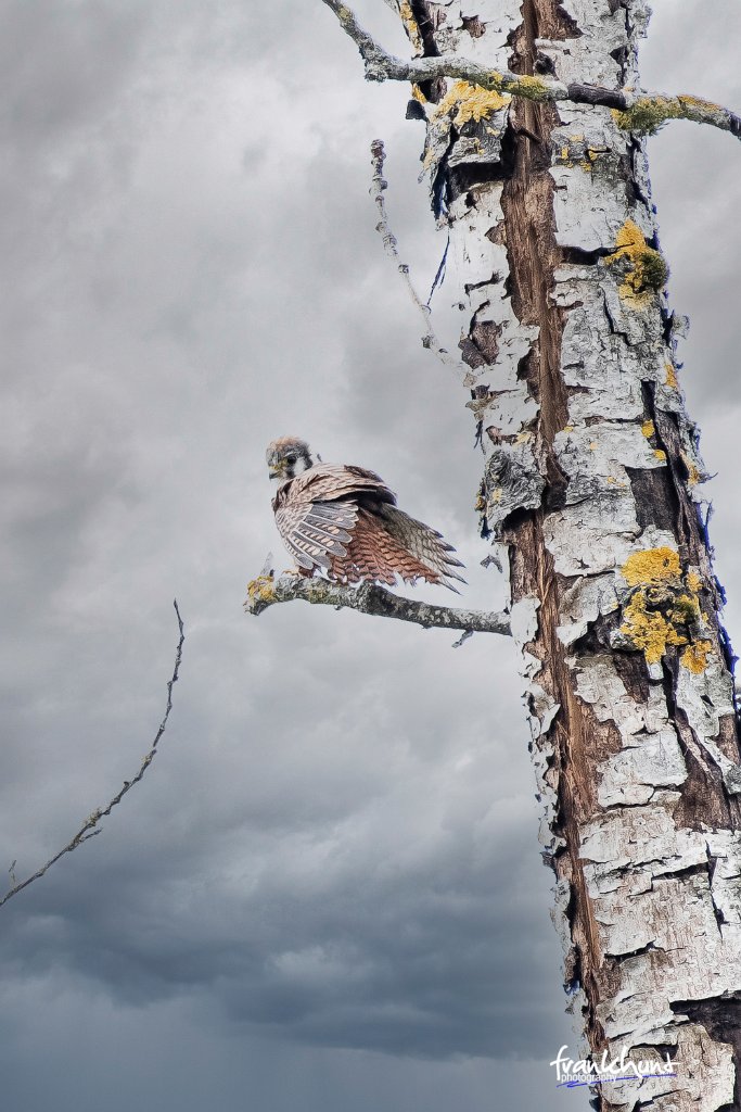 D85_2132-Edit.jpg - American Kestrel