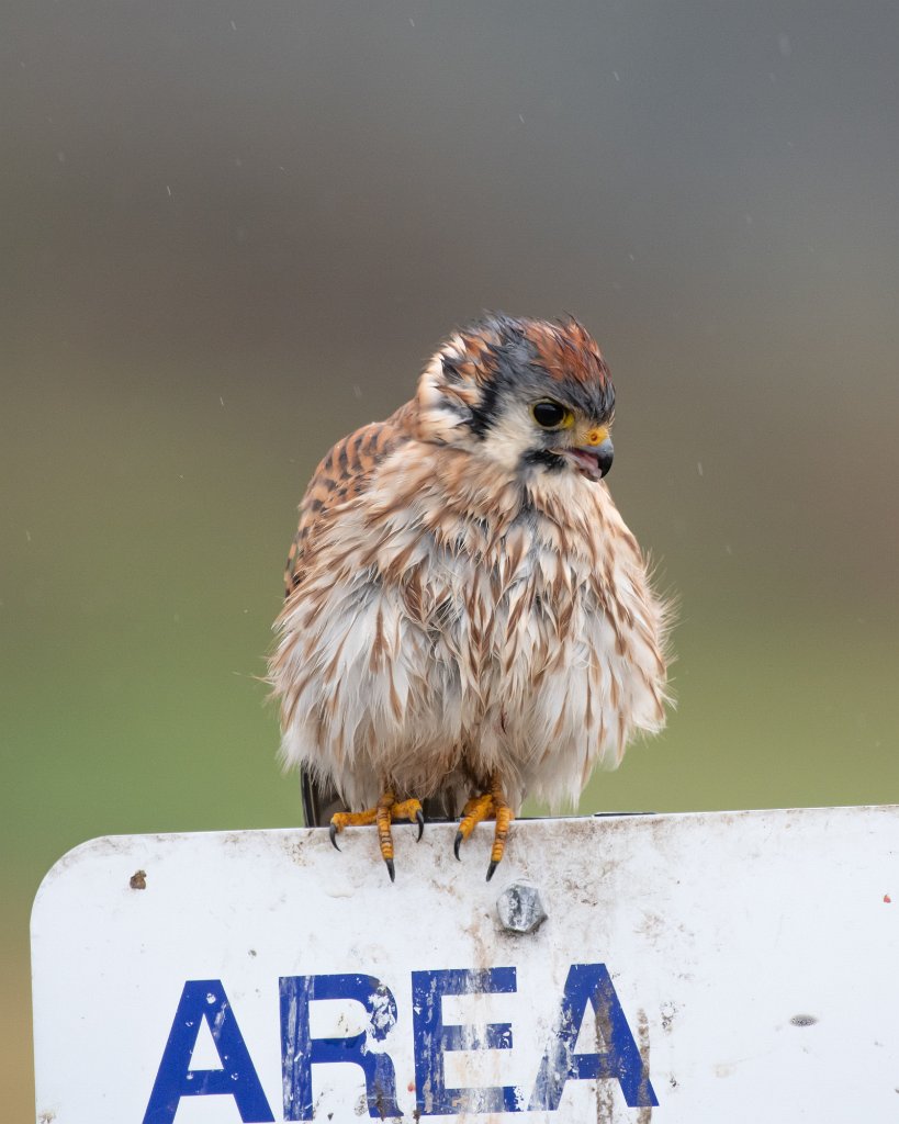 D85_5600 (2).jpg - American Kestrel