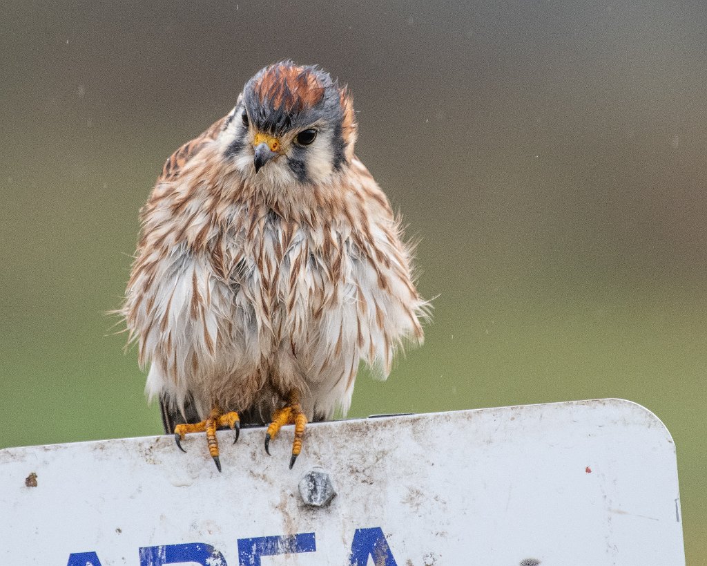 D85_5613.jpg - American Kestrel