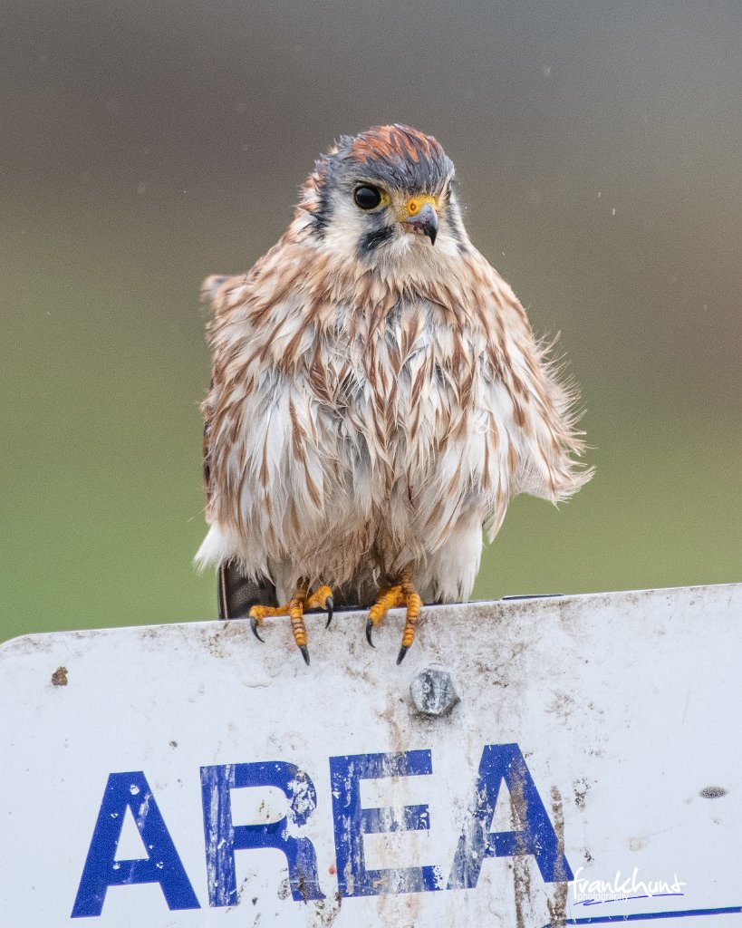 D85_5620.jpg - American Kestrel