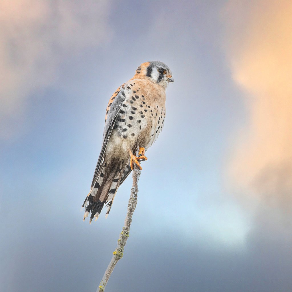 D85_5830-Edit.jpg - American Kestrel