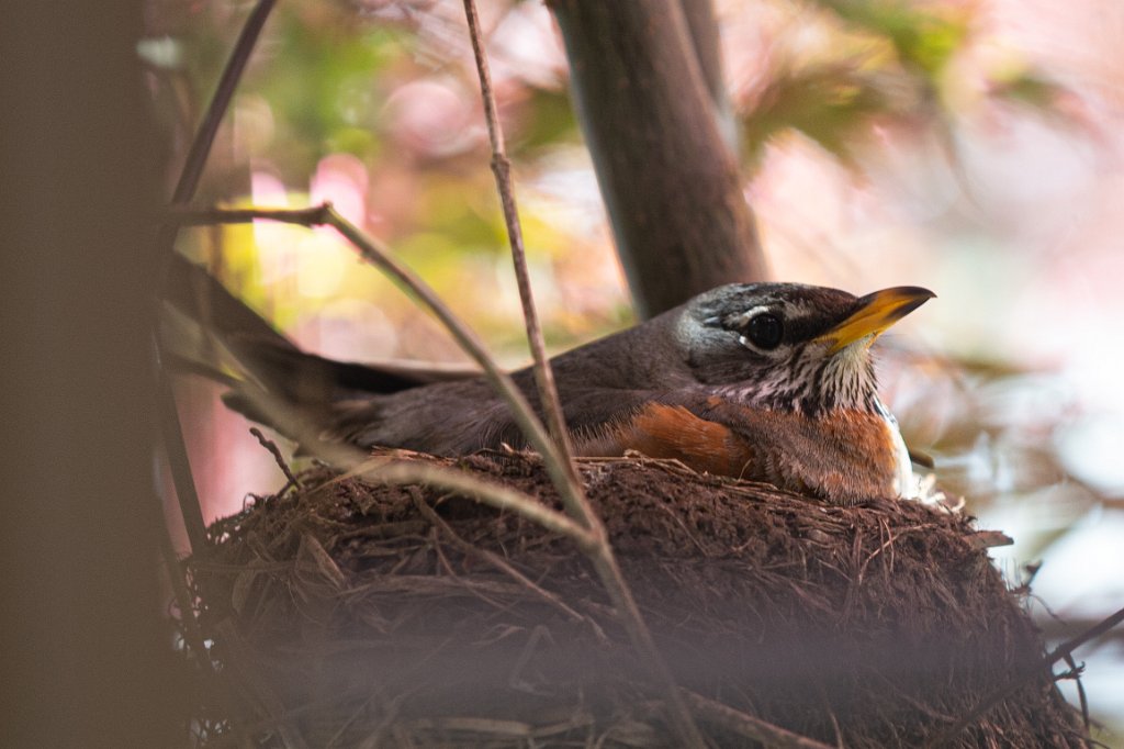 D04_1370.jpg - American Robin on Nest