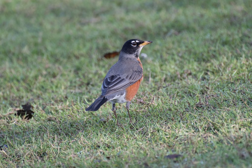 D05_2816.jpg - American Robin