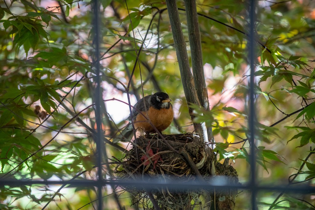 D05_3011.jpg - American Robin