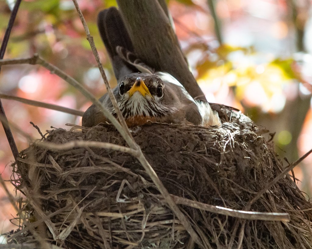 D05_4146.jpg - American Robin on Nest