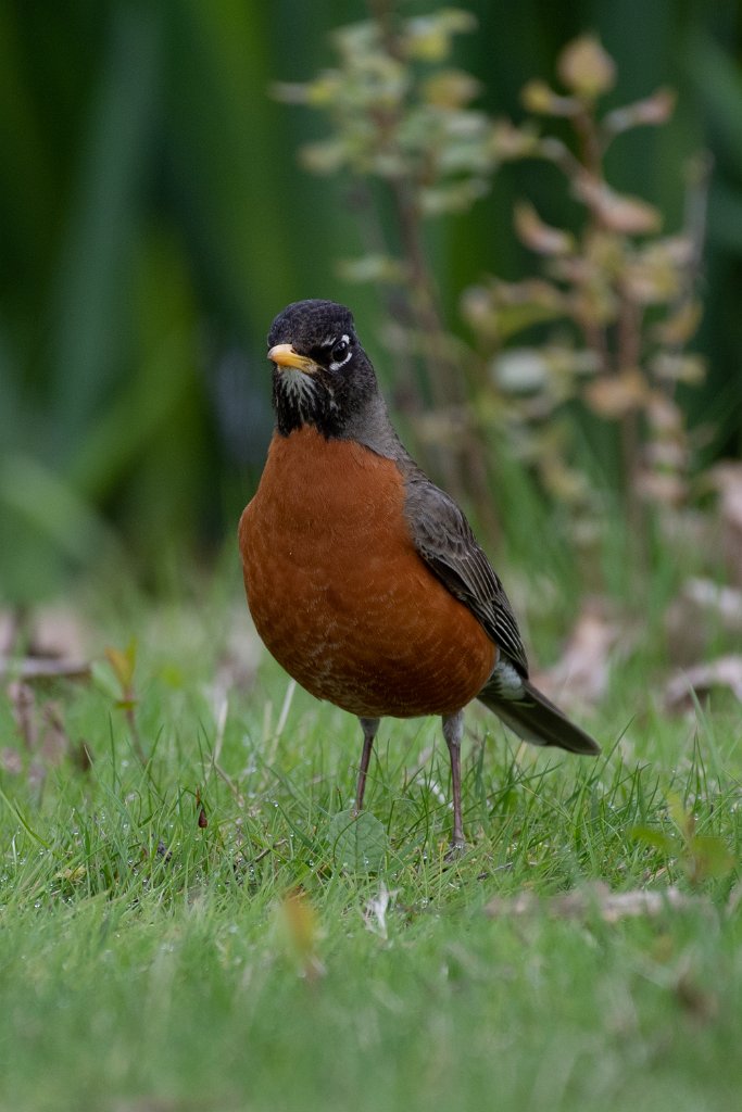 D05_4660.jpg - American Robin