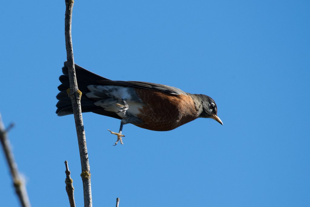 D05_7828.jpg - American Robin