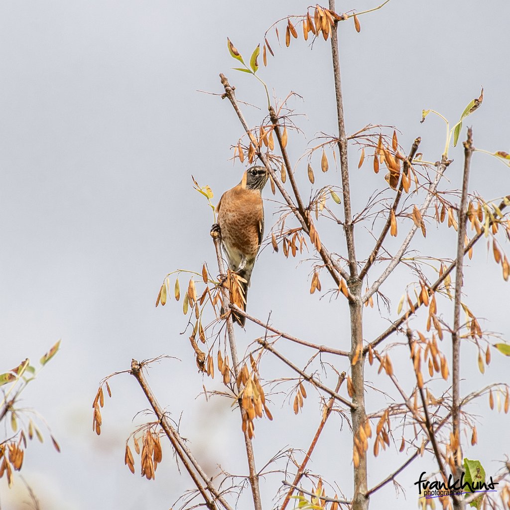 D05_8421 (2).jpg - American Robin