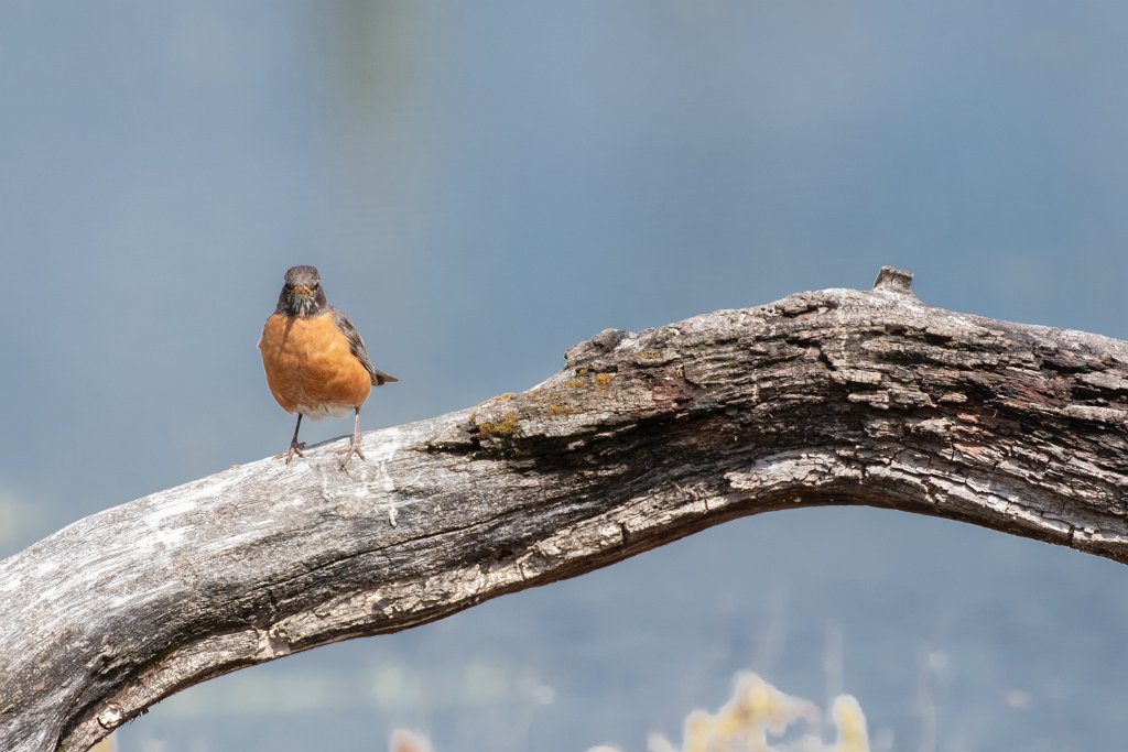 D80_1062.jpg - American Robin