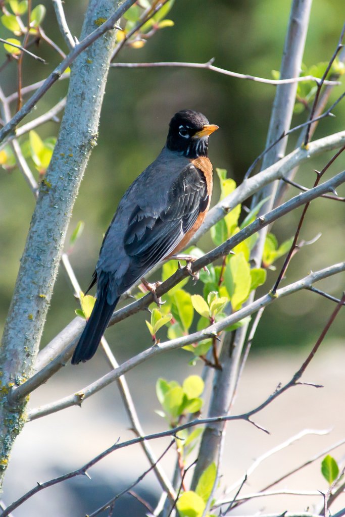 D80_8934.jpg - American Robin