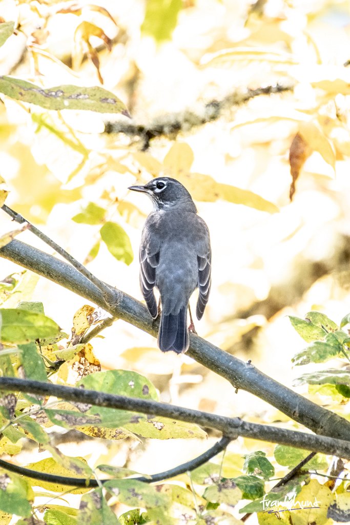 D85_0299.jpg - American Robin