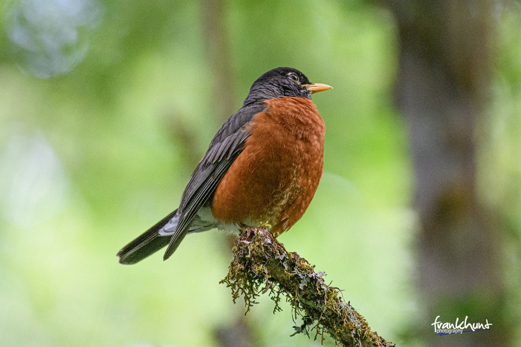 D85_0668.jpg - American Robin