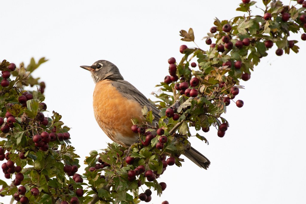 D85_2416.jpg - American Robin