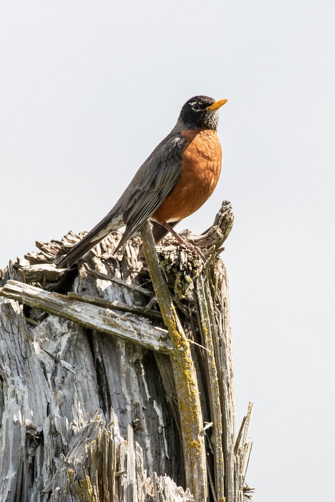 D85_3288.jpg - American Robin