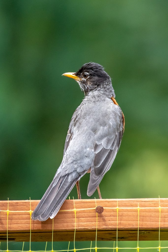 D85_4009.jpg - American Robin