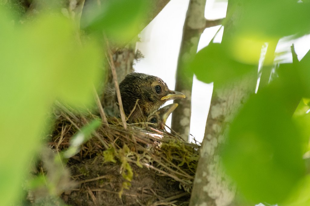 D85_6350.jpg - American Robin