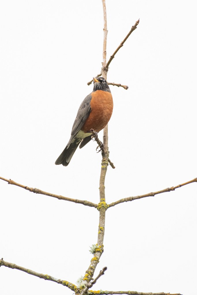 D85_8065.jpg - American Robin