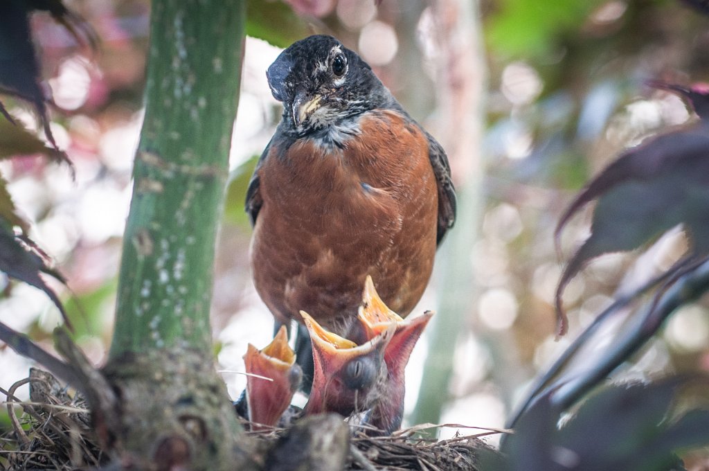 _3000823.jpg - American Robin