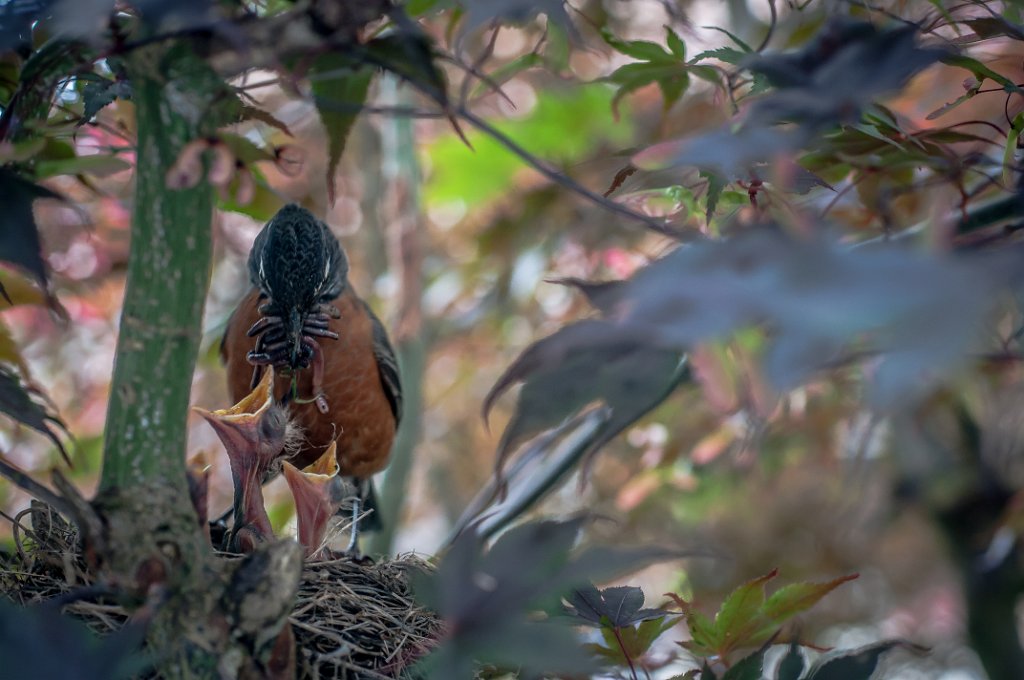 _30S3641.jpg - American Robin