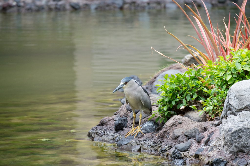 D04_1088.jpg - Black-crowned Night Heron