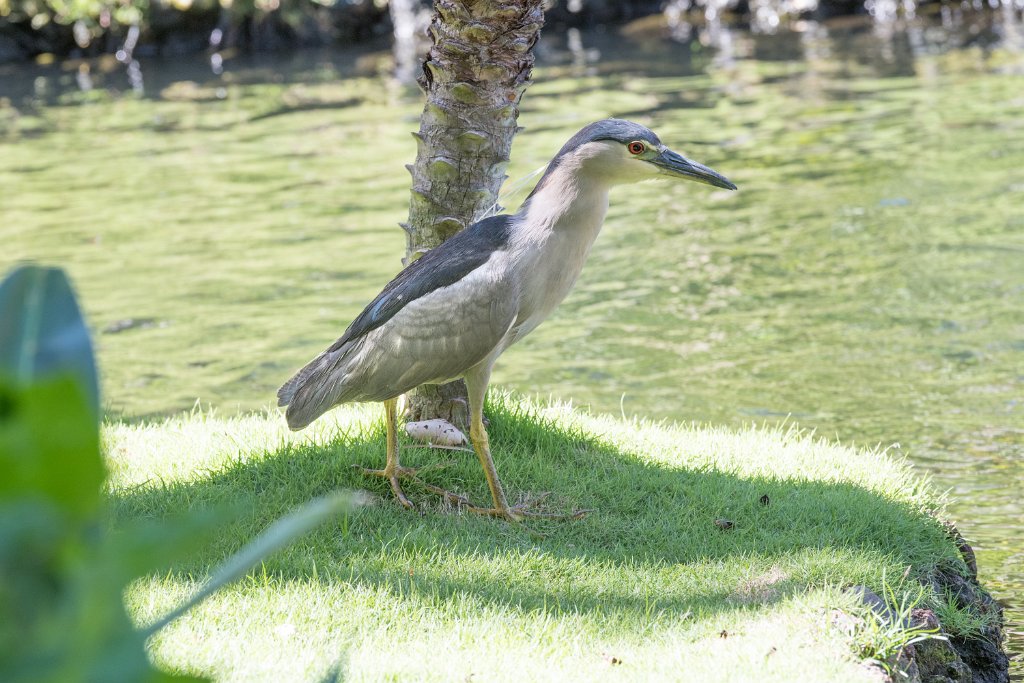 D05_2694.jpg - Black-crowned Night Heron