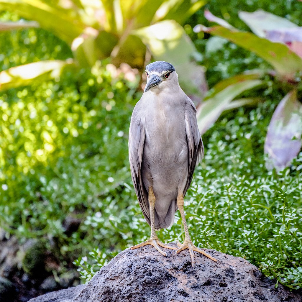 D05_2810.jpg - Black-crowned Night Heron