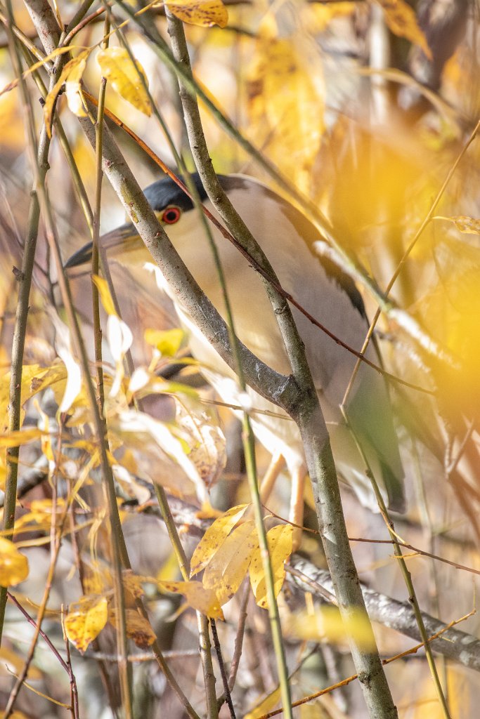 D85_3490.jpg - Black-crowned Night Heron