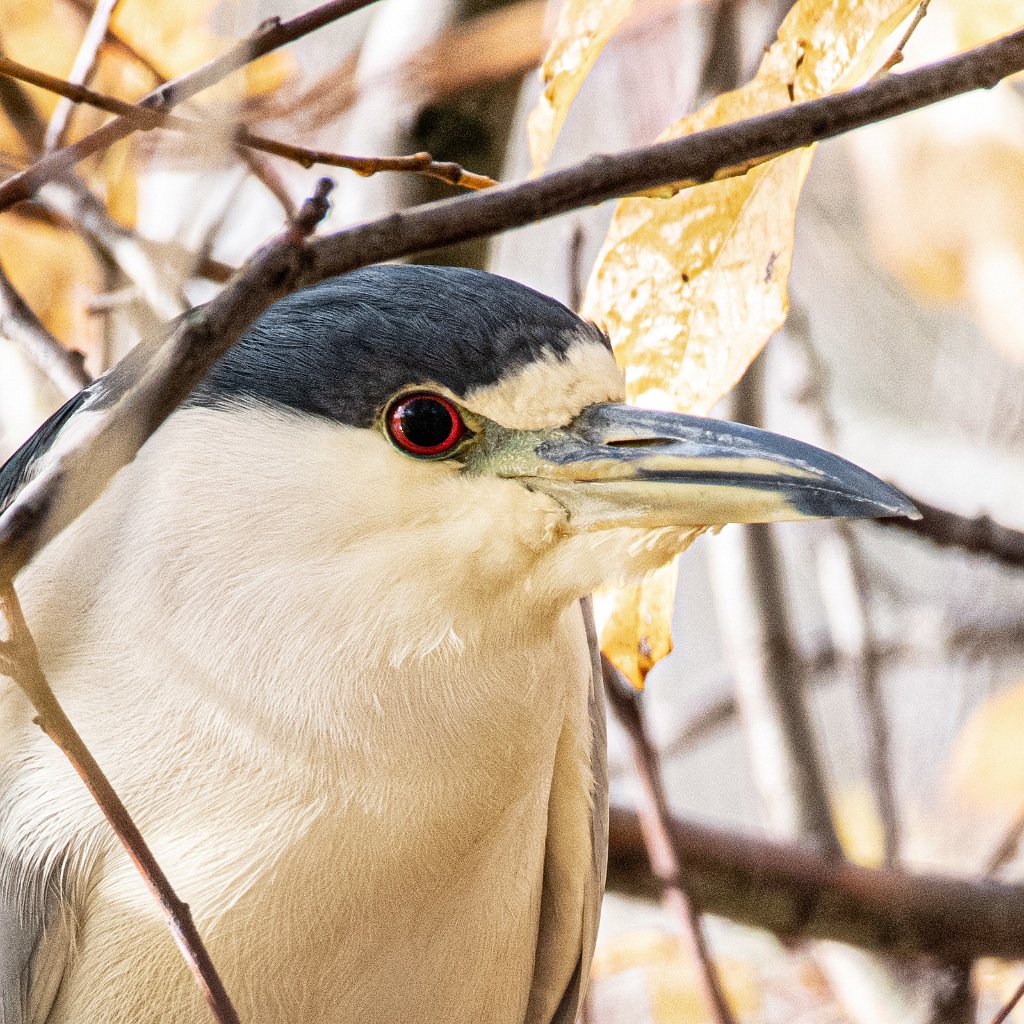 D85_3530.jpg - Black-crowned Night Heron