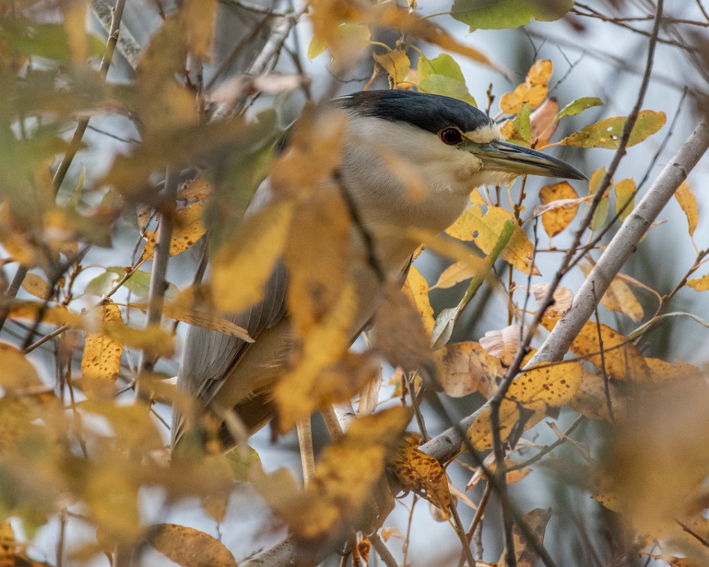 D85_3582.jpg - Black-crowned Night Heron