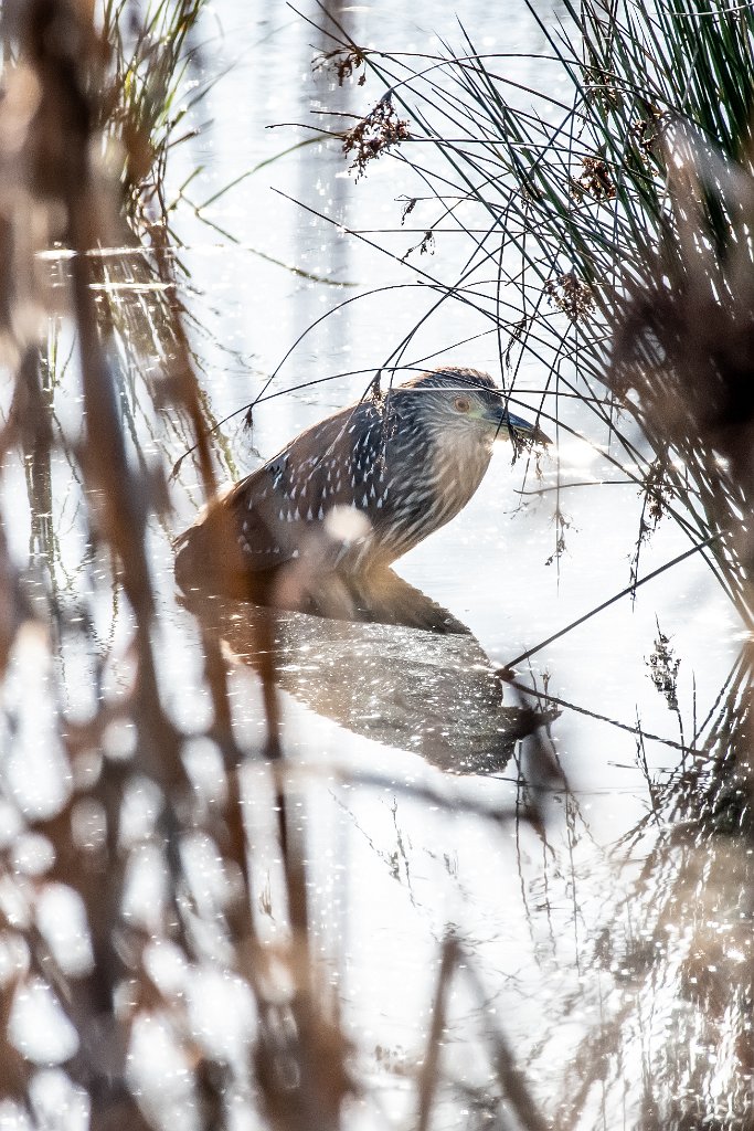 D85_3961.jpg - Black-crowned Night Heron