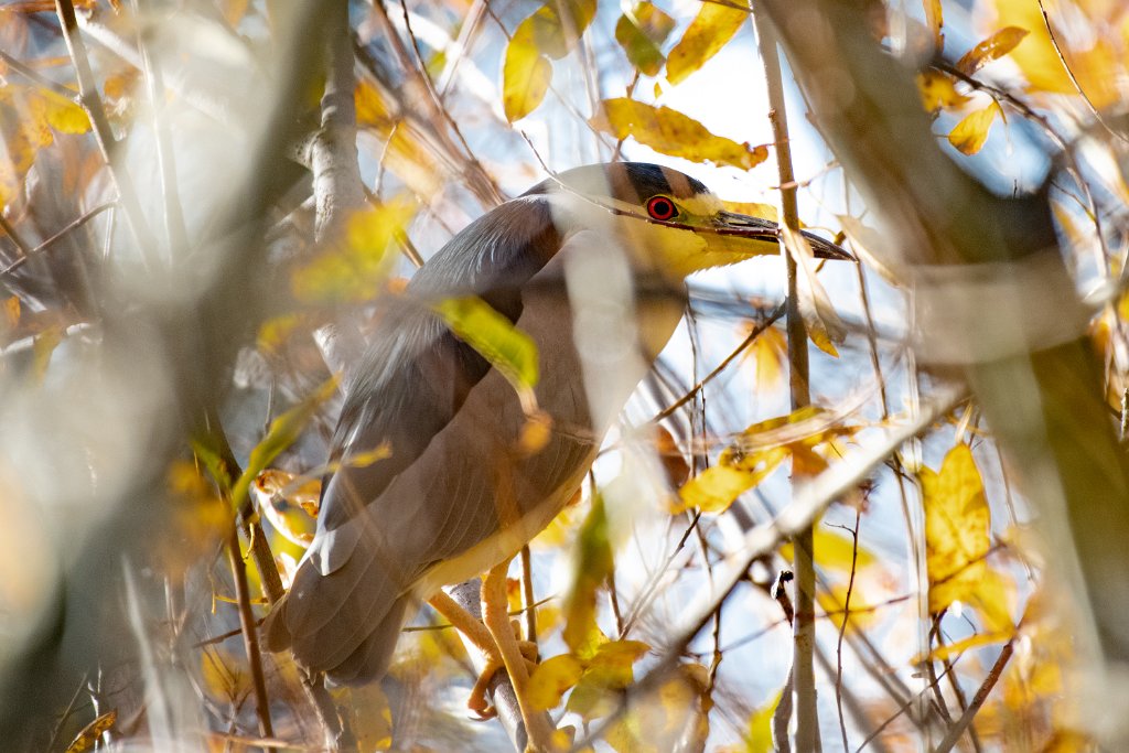 D85_4051.jpg - Black-crowned Night Heron