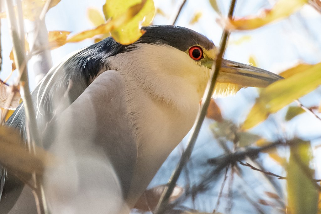 D85_4069.jpg - Black-crowned Night Heron