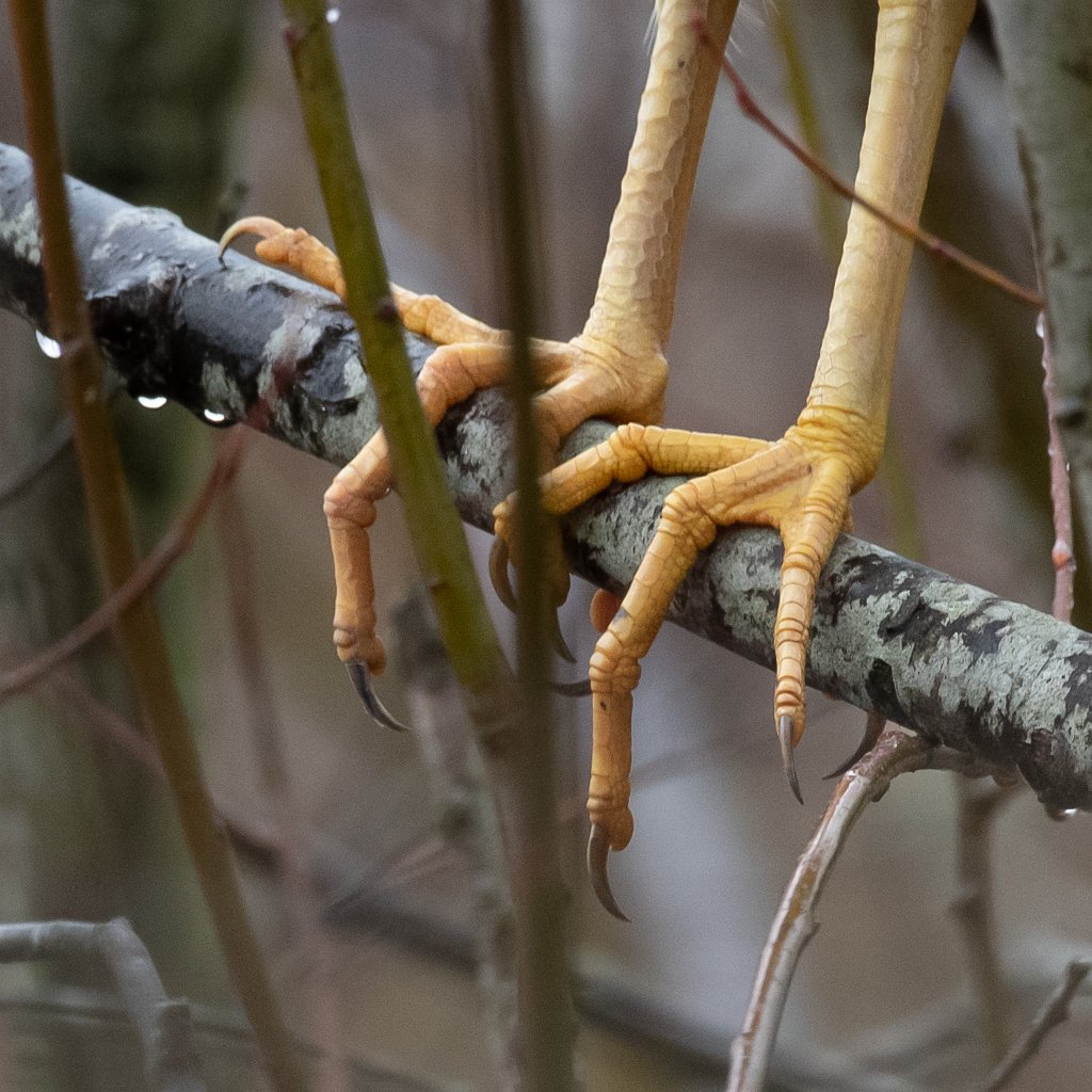 D85_6012.jpg - Black-crowned Night Heron