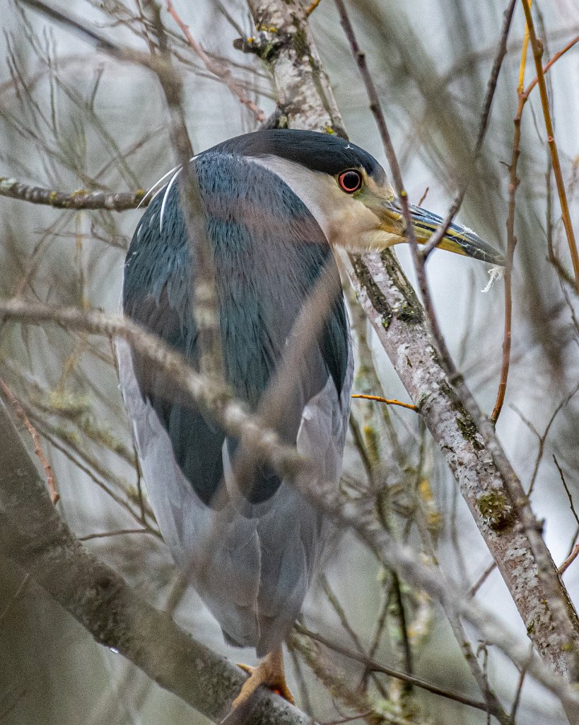 D85_8738-HDR.jpg - Black-crowned Night Heron