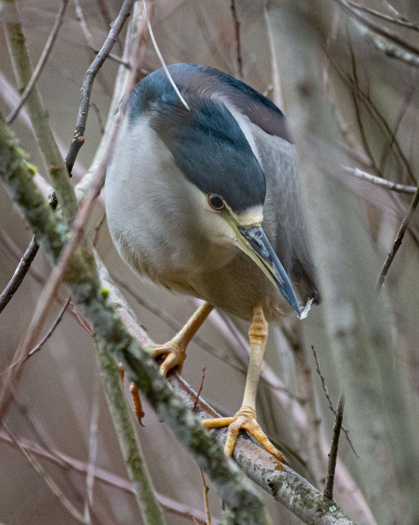 D85_8785.jpg - Black-crowned Night Heron