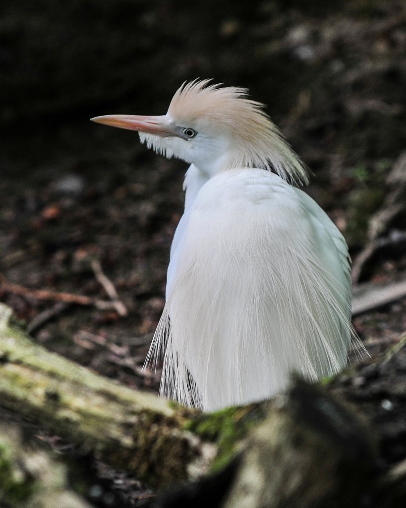 30S_5280-1000.jpg - Cattle Egret