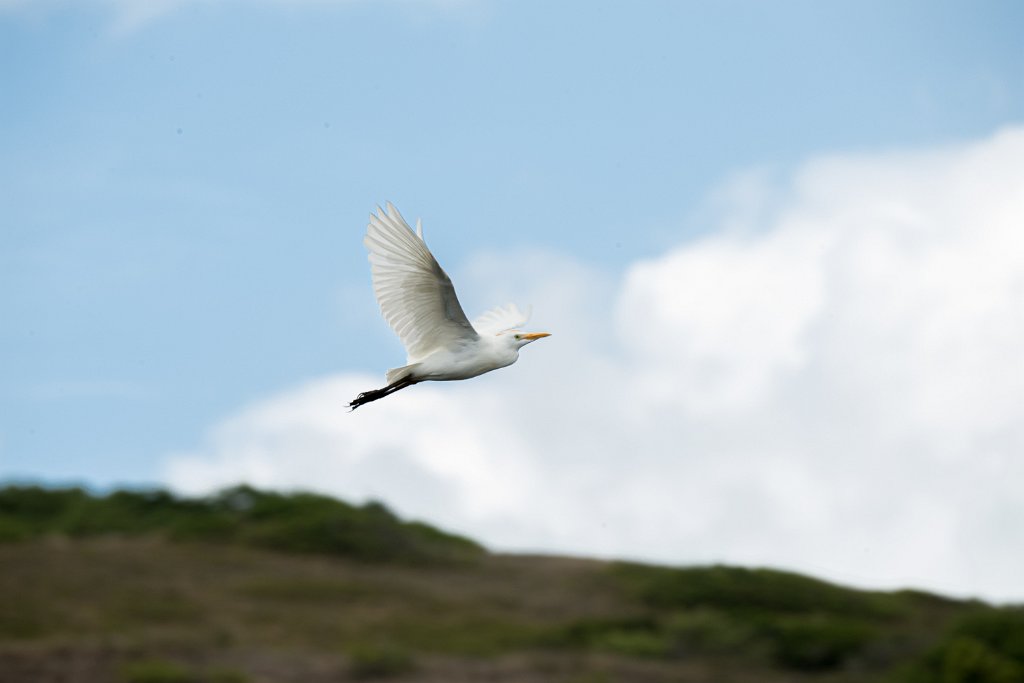 D05_3222.jpg - Cattle Egret