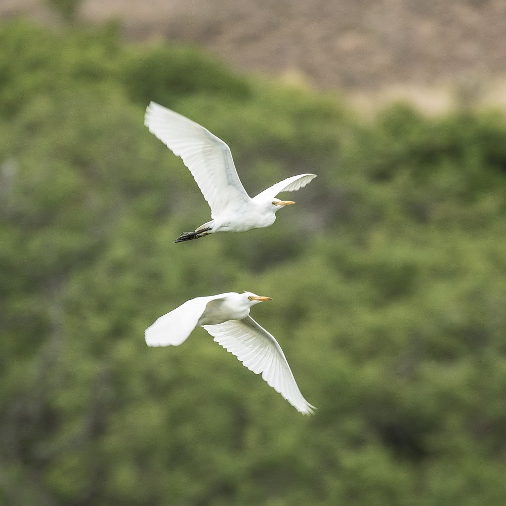 D05_3232.jpg - Cattle Egret