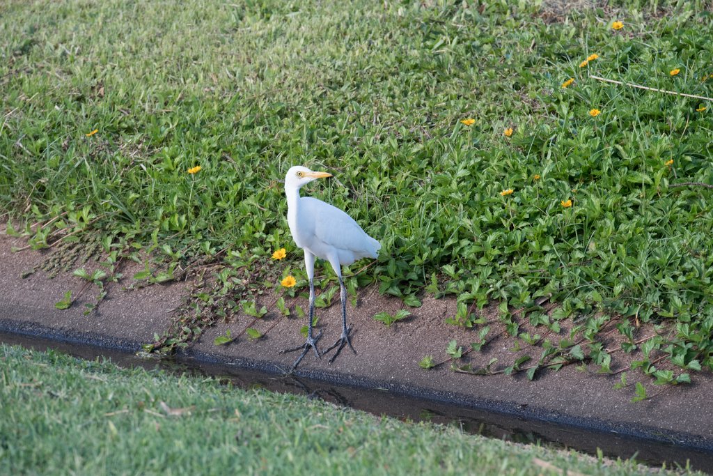 D05_3374.jpg - Cattle Egret