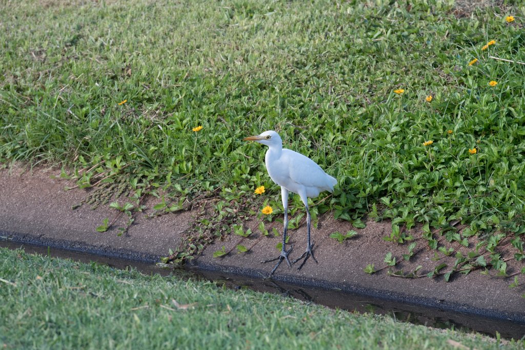 D05_3379.jpg - Cattle Egret