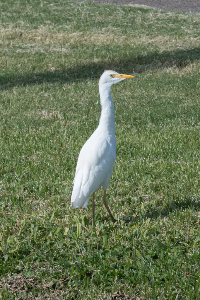 D05_3382.jpg - Cattle Egret