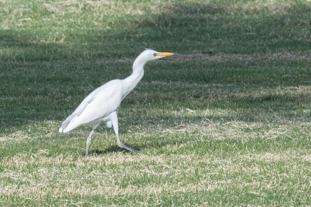 D05_3384.jpg - Cattle Egret