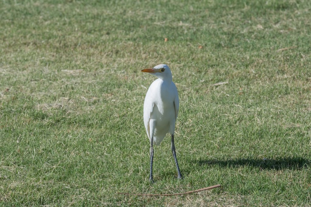 D05_3389.jpg - Cattle Egret