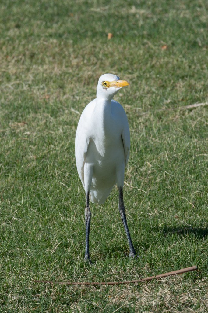 D05_3390.jpg - Cattle Egret