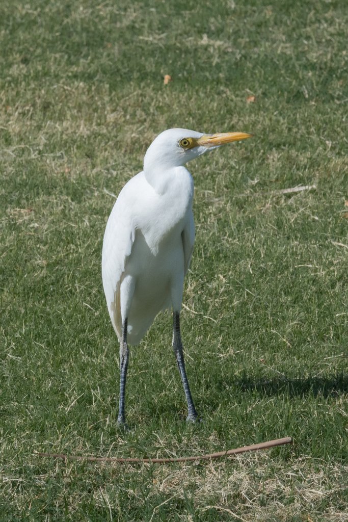 D05_3391.jpg - Cattle Egret