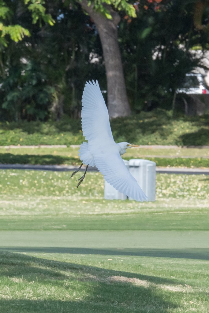 D05_3403.jpg - Cattle Egret