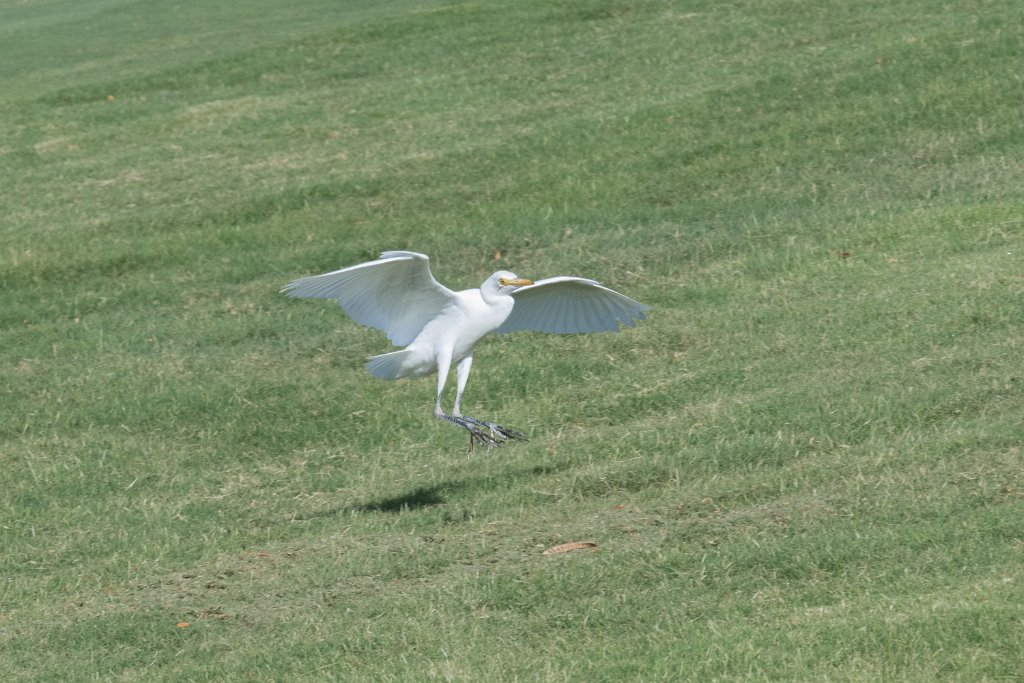 D05_3410.jpg - Cattle Egret