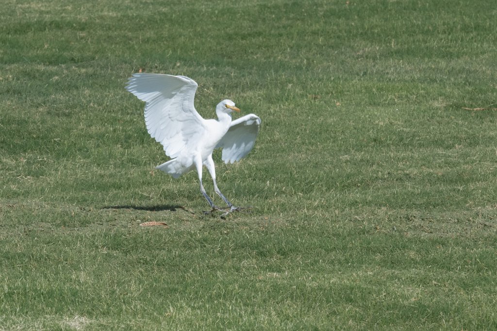 D05_3412.jpg - Cattle Egret