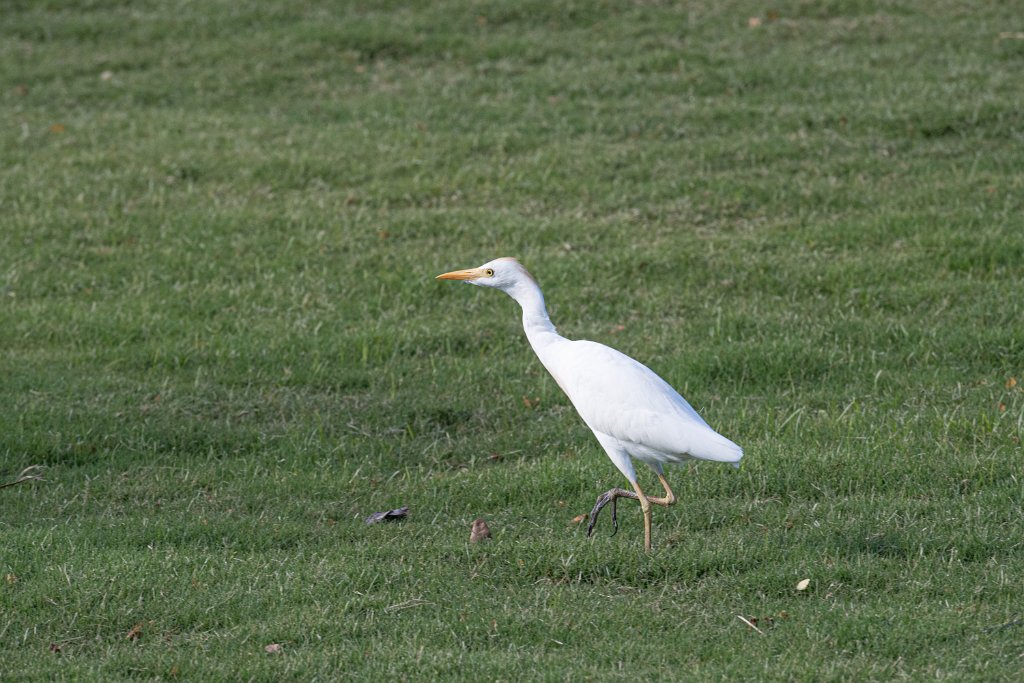 D05_3418.jpg - Cattle Egret